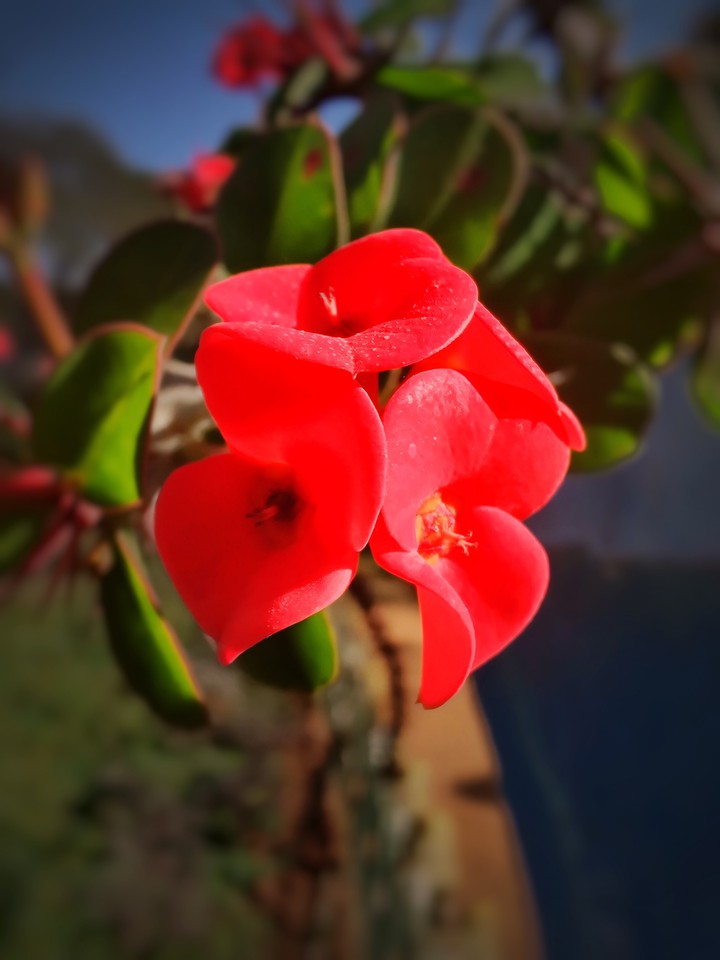 red flowers