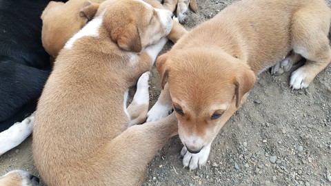 dog