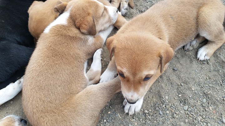 dog
