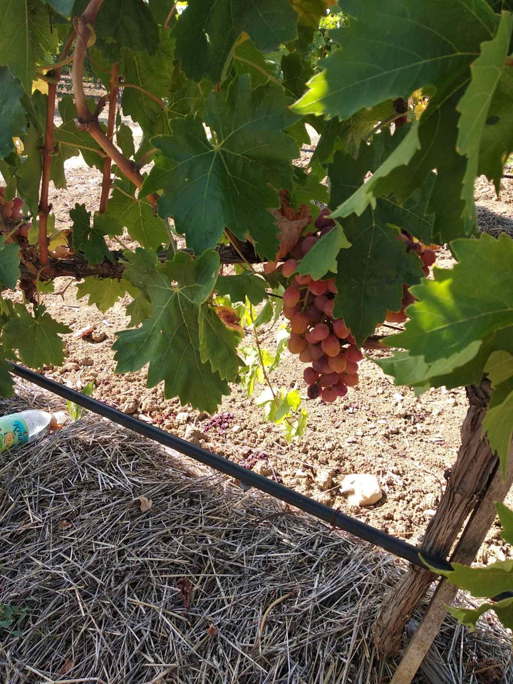 grapes