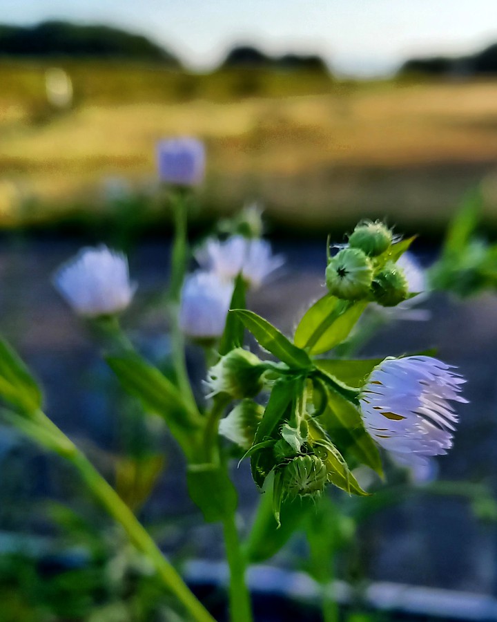 小花にひかれて