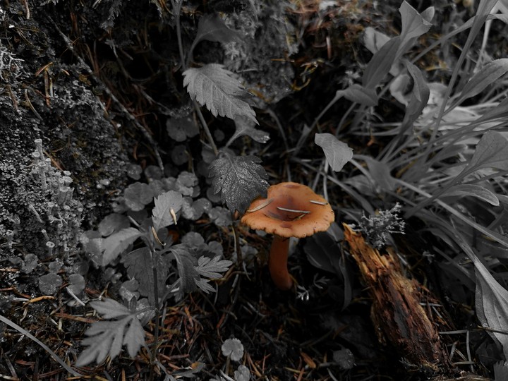 No green... and yet beauty comes Up.
