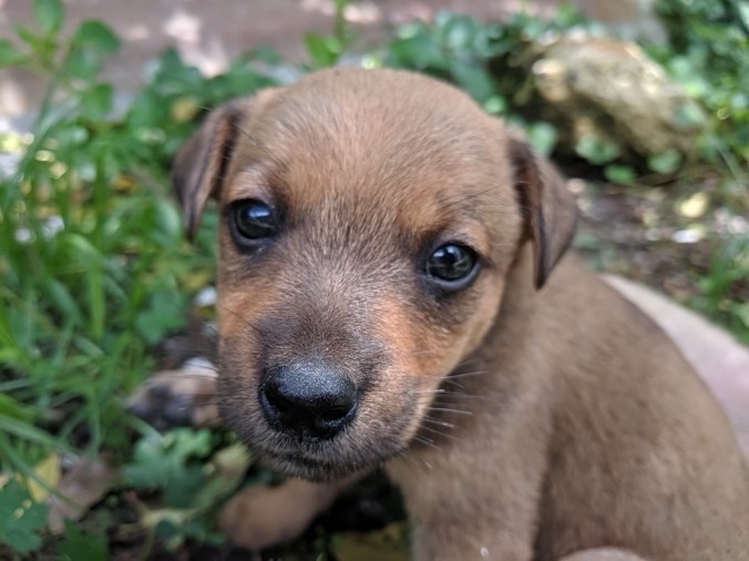 beautiful doggie