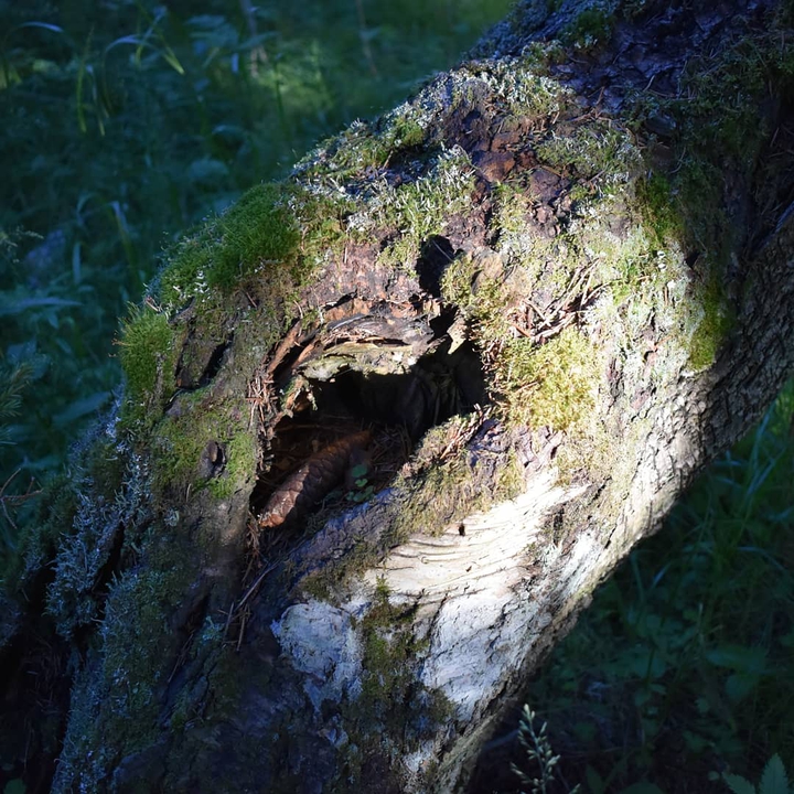 Дерево