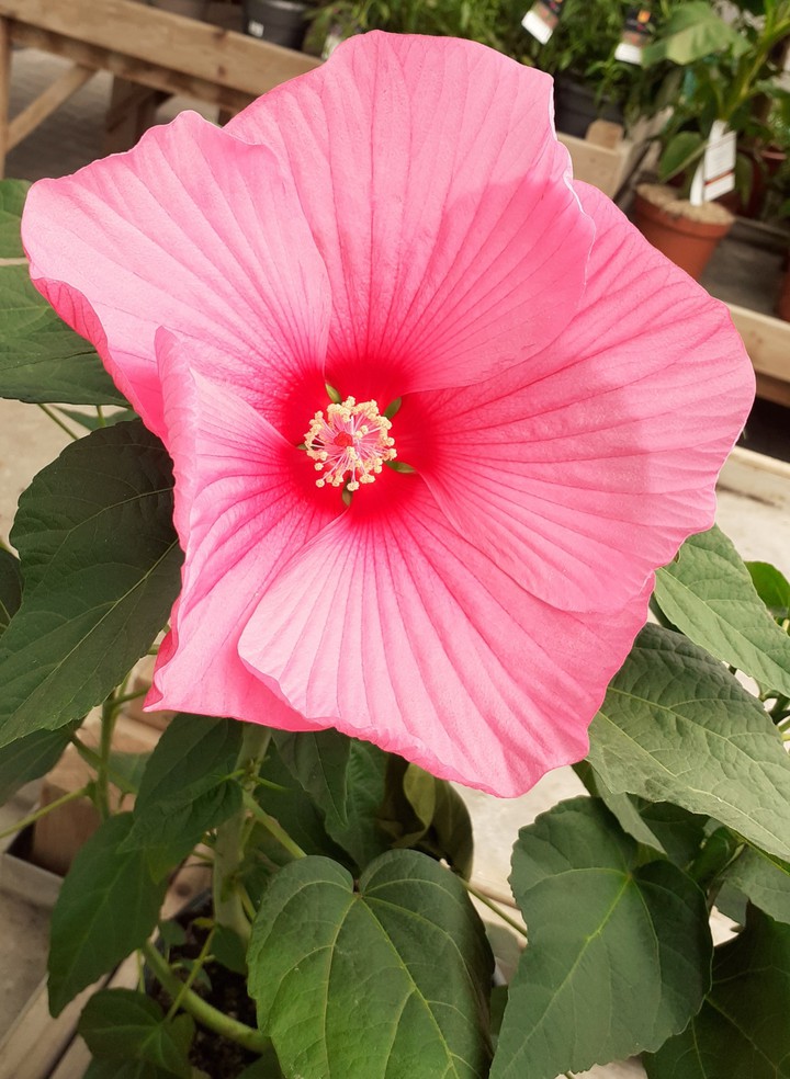 hibiscus