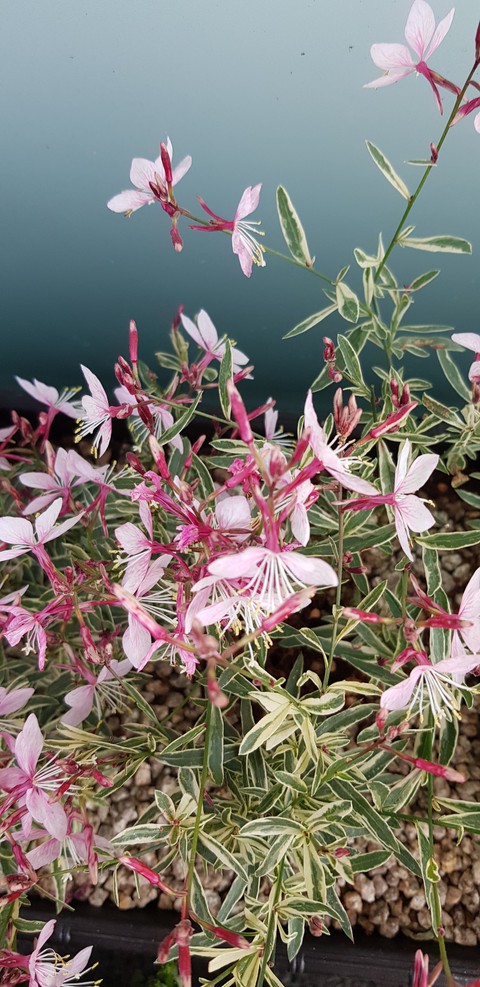 autumn flower pink