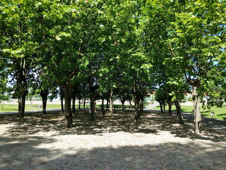 Trees