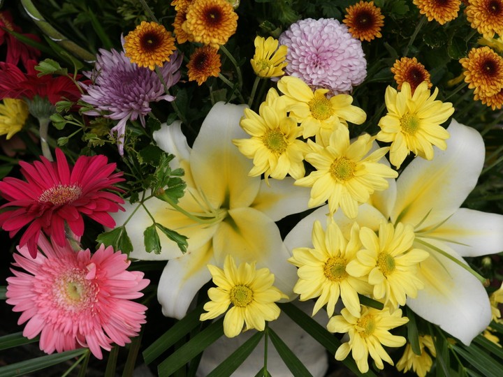 different flwers.....گوڵی هەمەجۆر