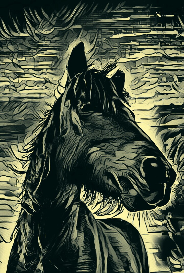 Black and White Horse
