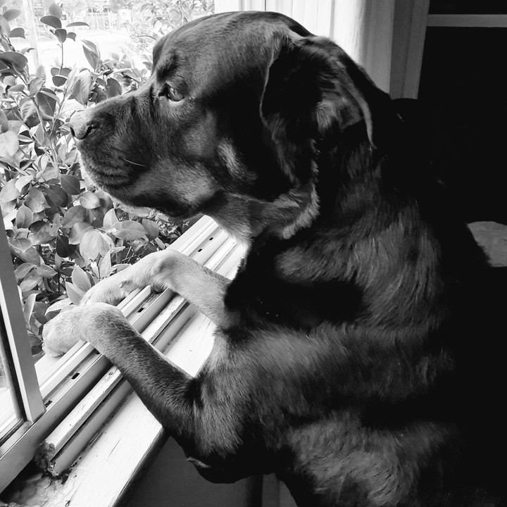 dog