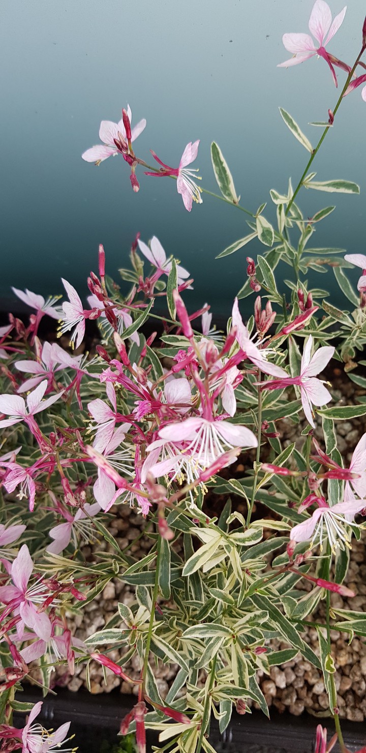 autumn flower pink