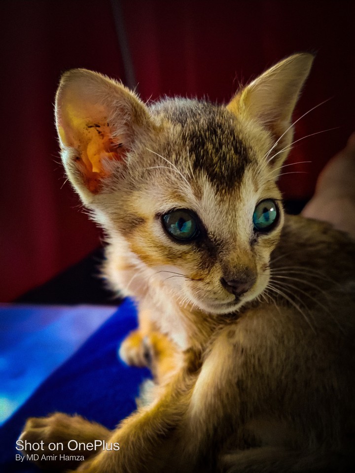 mini cute cat