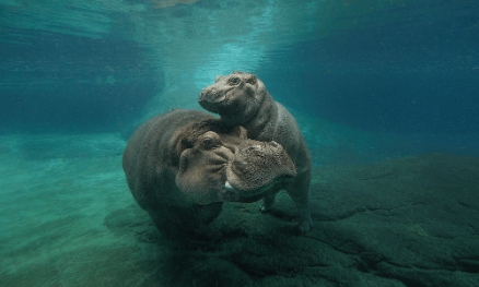 Hippopotamuses