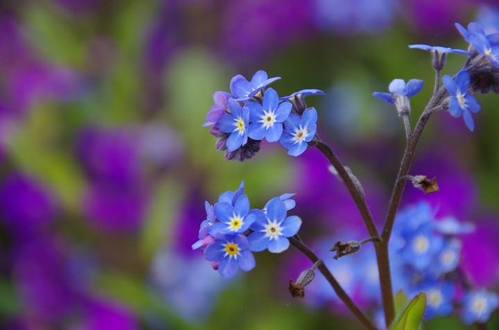 ~•°❁•°❃•°❁•°❃•°~