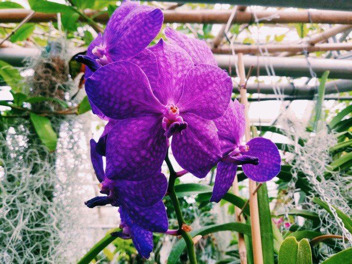 Orchid