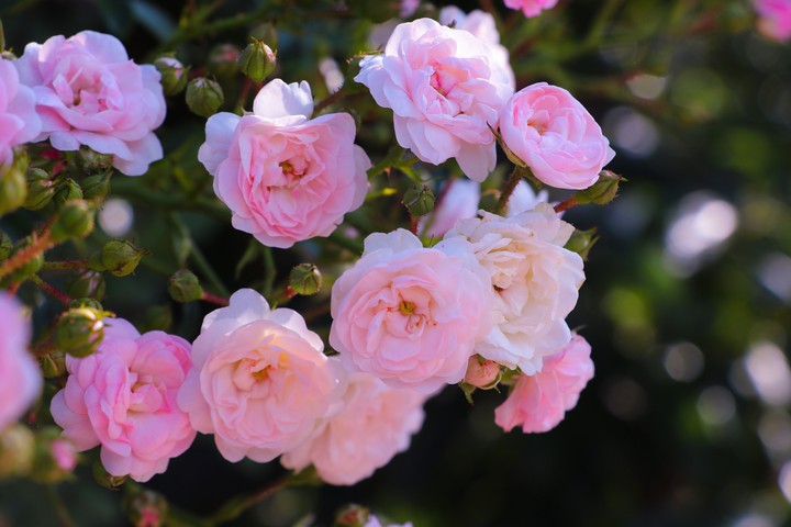 rose