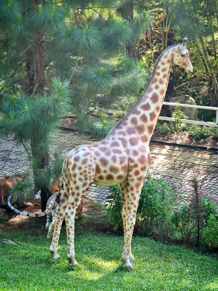 giraffe