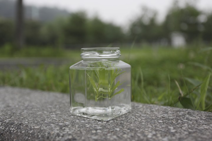 Plant