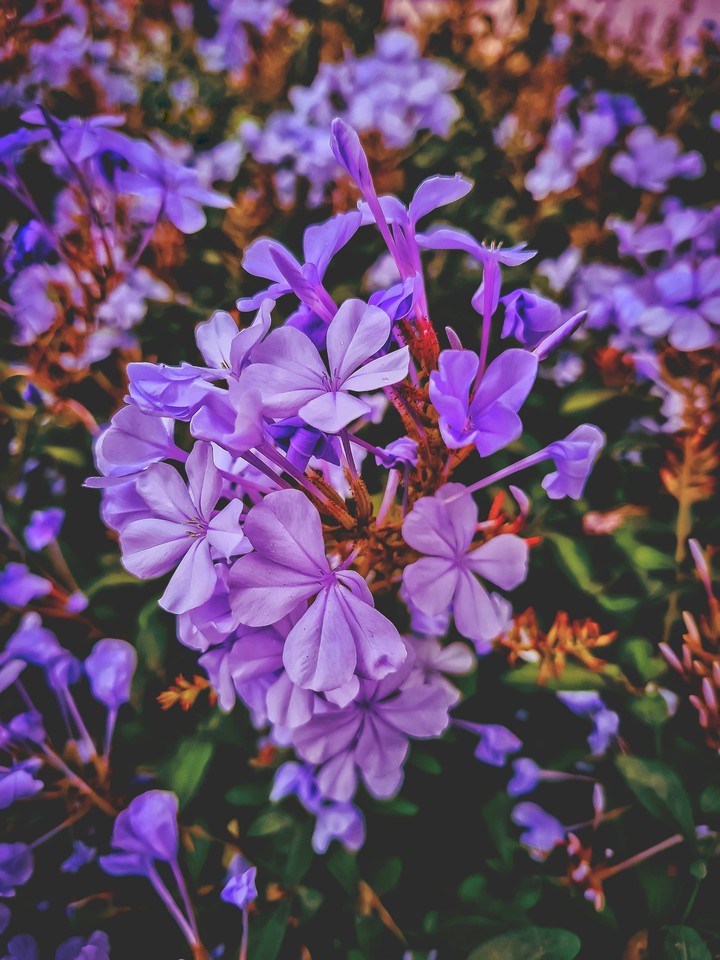 flowers