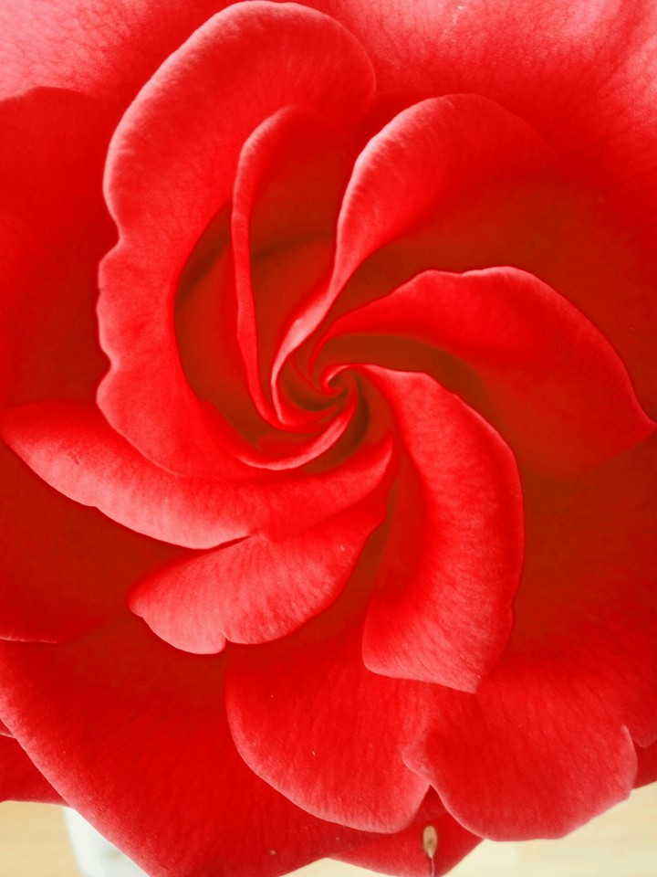 rose flower