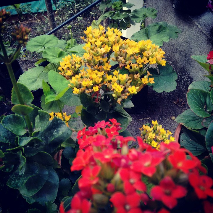 color of Nature