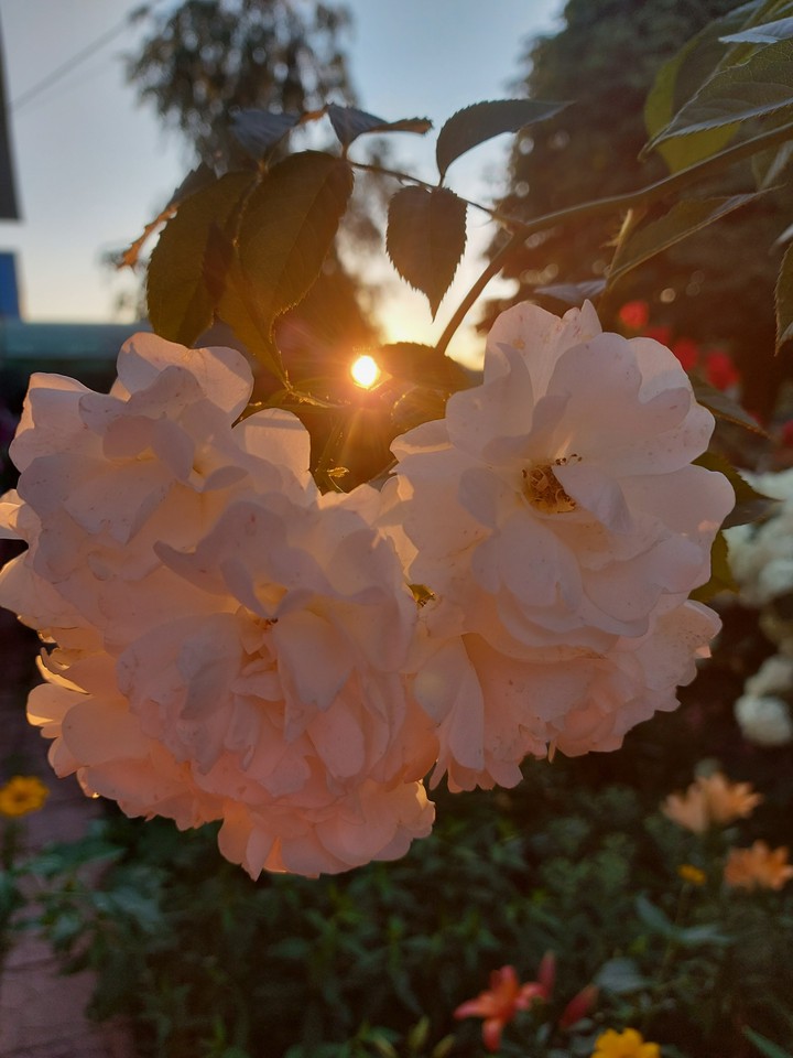 flowers