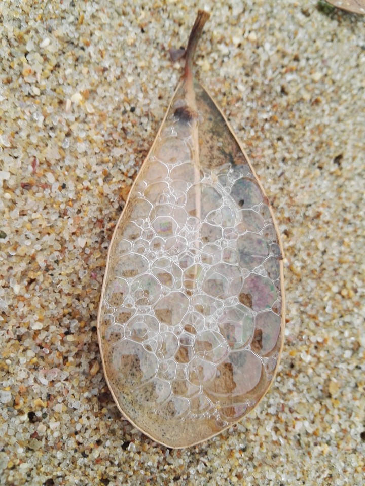 Sea foam