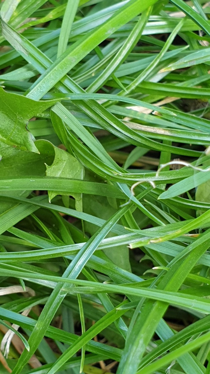 green grass