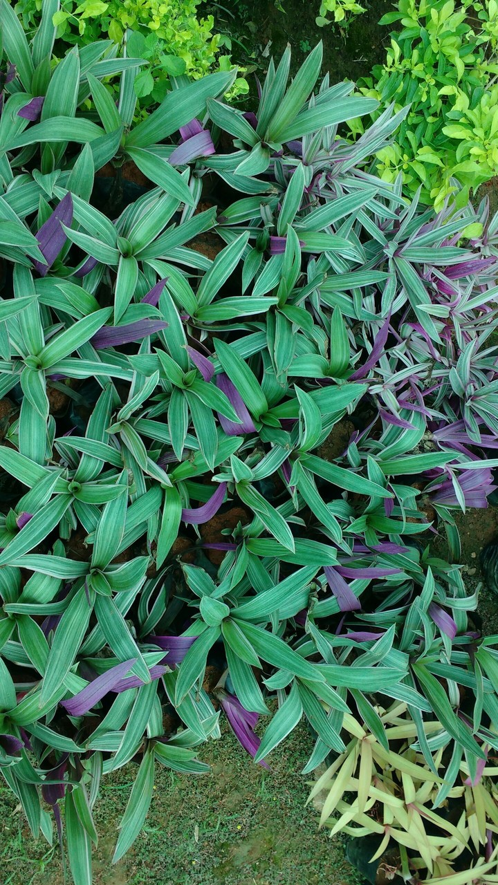 plants