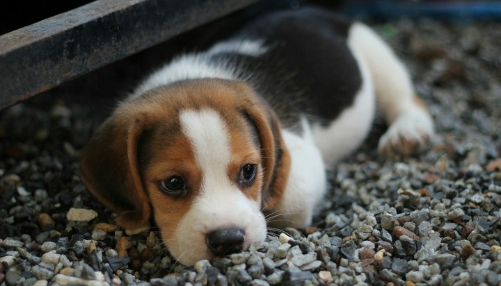 puppy..