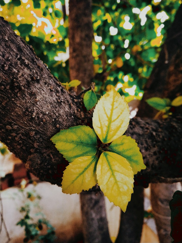 Branched leaves
