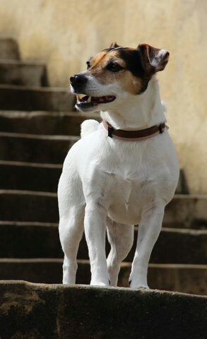 chien jack