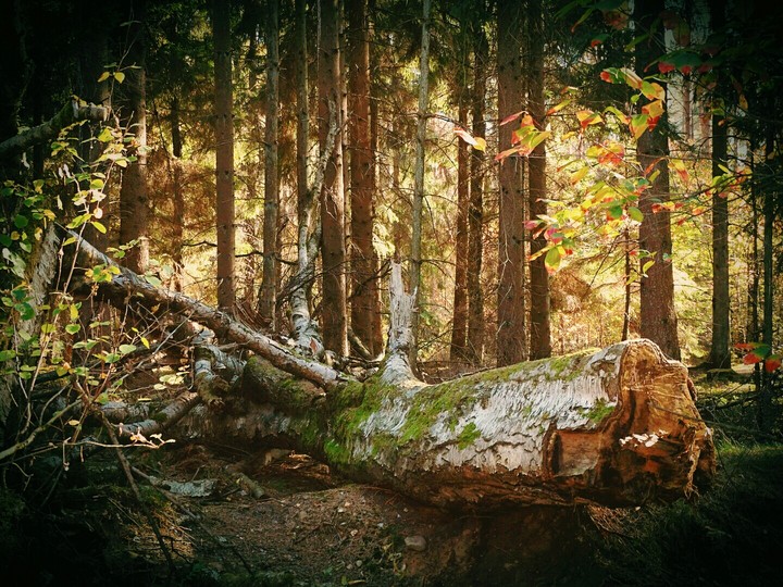 nature