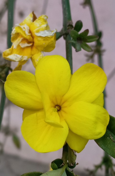 Nature Gift