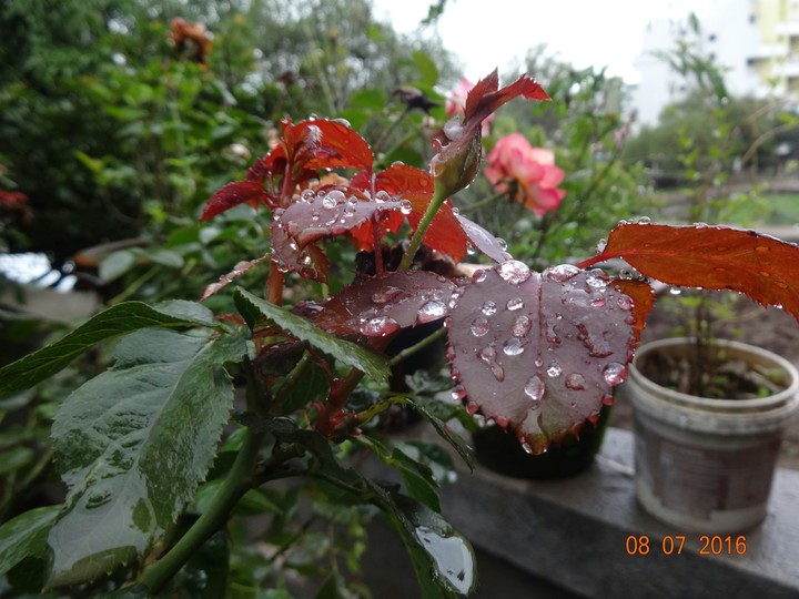 rose leafs