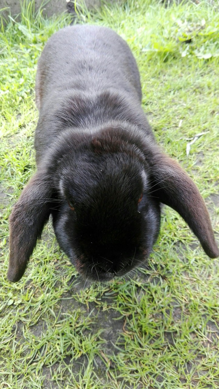 Bunny