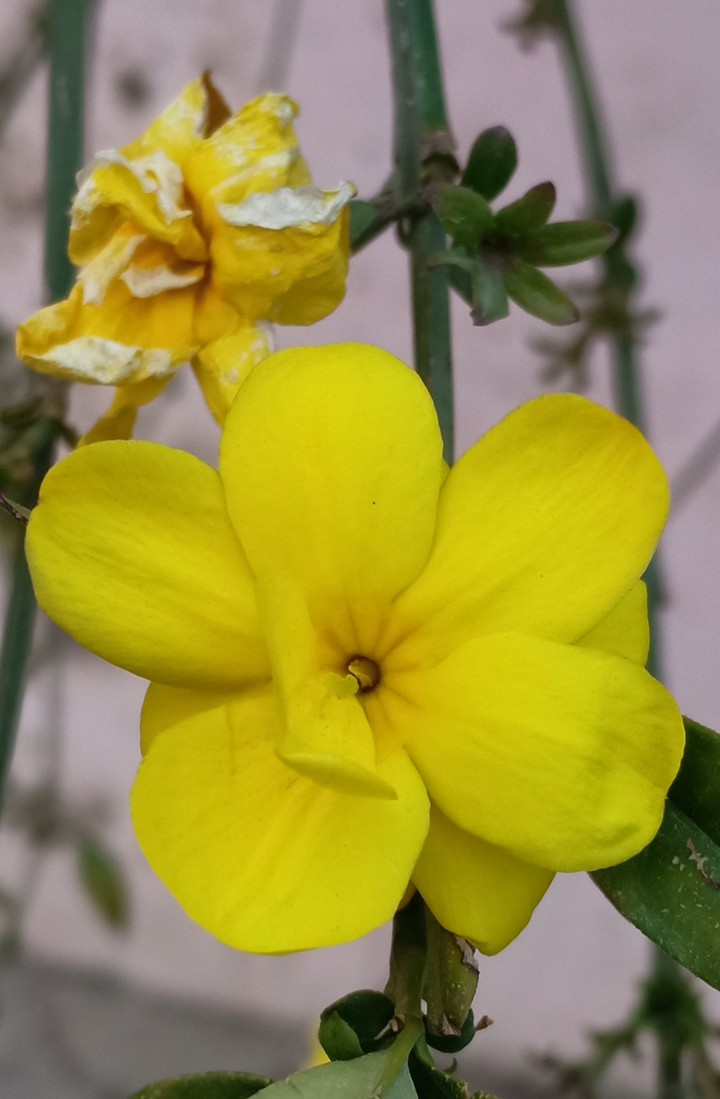 Nature Gift