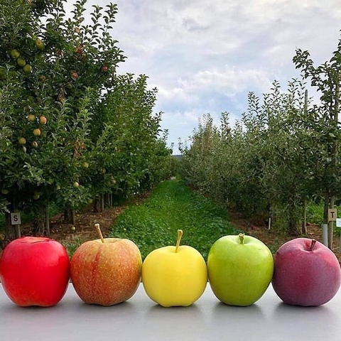 apple ??