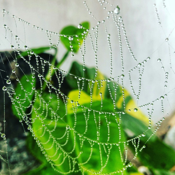 spyder net