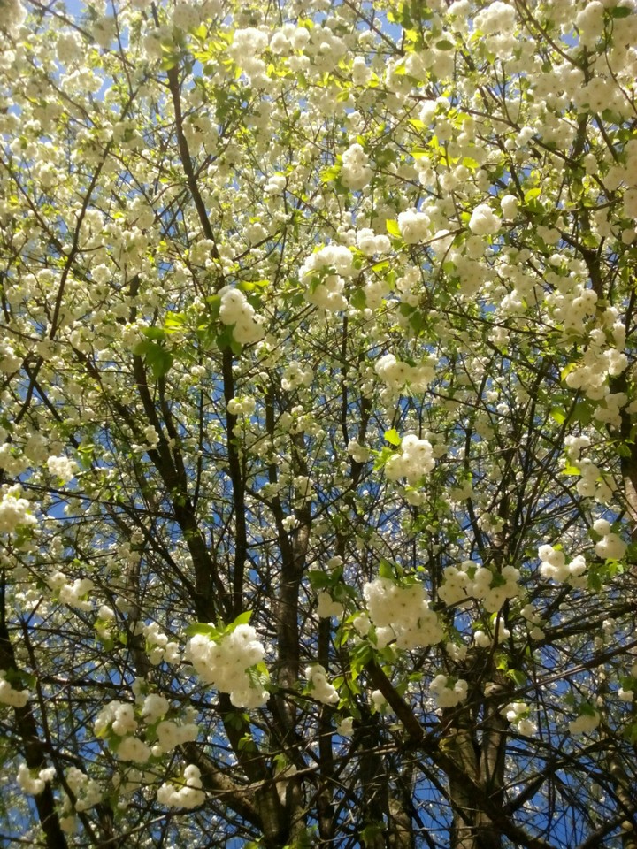 Natur