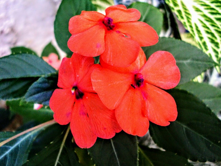 Meu jardim