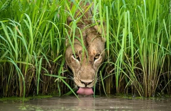 Hidden lion