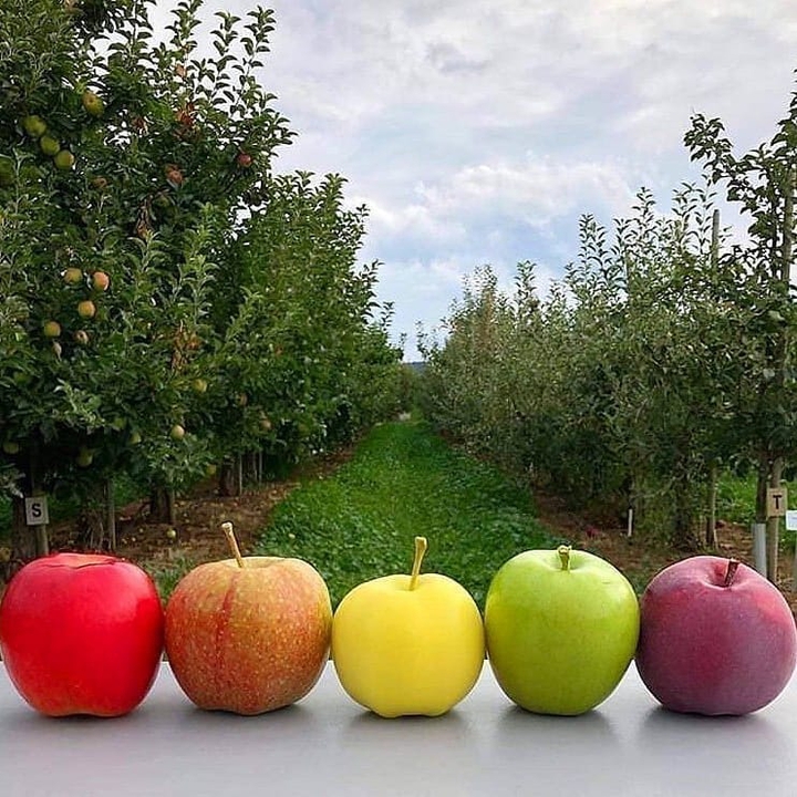 apple ??