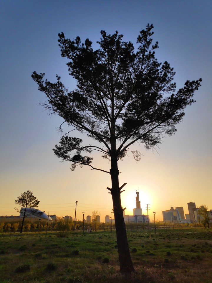 tree in the summer