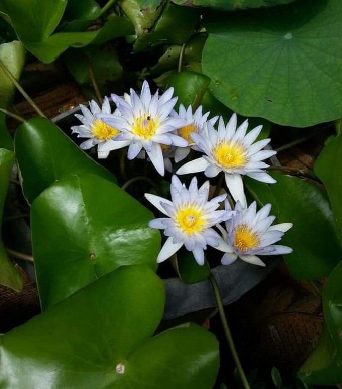 Lotus