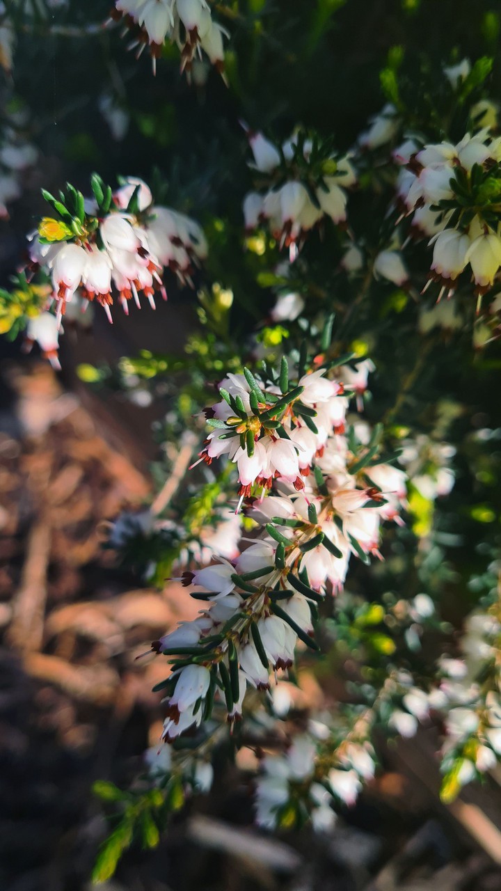 firstspringshot
