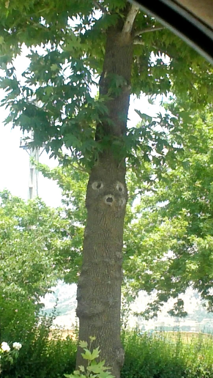 The tree is amazed