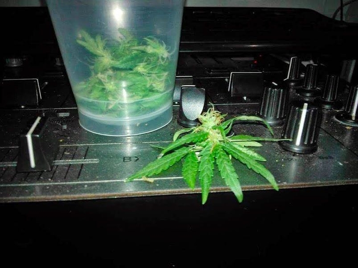 cabanis hemp Brasil