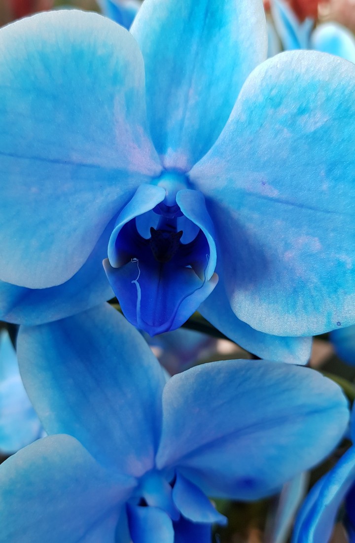 blue
