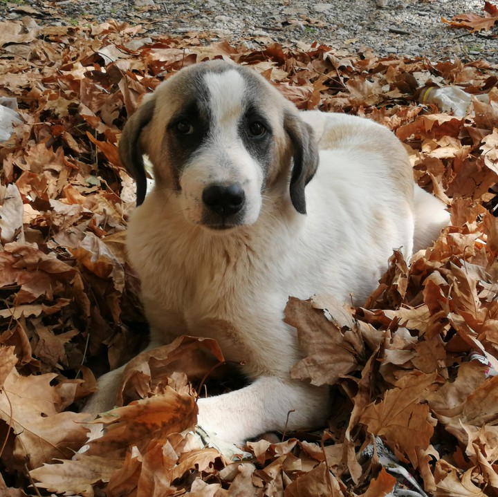 Dog